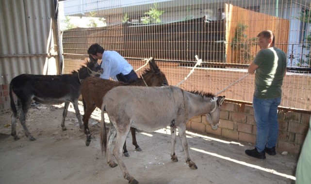 Başıboş eşeklere belediye sahip çıktı