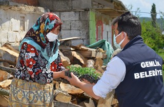 Binlerce domates fidesi Gemliklilere hediye ediliyor