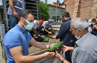 Binlerce domates fidesi Gemliklilere hediye ediliyor