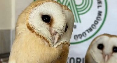 Bitkin halde bulunan yavru baykuşlar, tedavinin ardından doğaya salındı