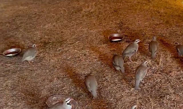 Bitlis'te ele geçirilen 90 kınalı keklik doğaya salındı