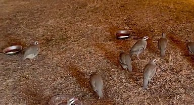 Bitlis'te ele geçirilen 90 kınalı keklik doğaya salındı