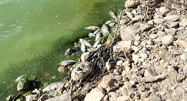 Botan Çayı'nda toplu balık ölümleri