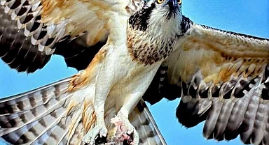 Bursa'da görüntülendi! Türkiye'de soyu nadir…