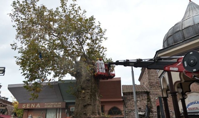 Bursa'nın asırlık çınarı koruma altına alındı