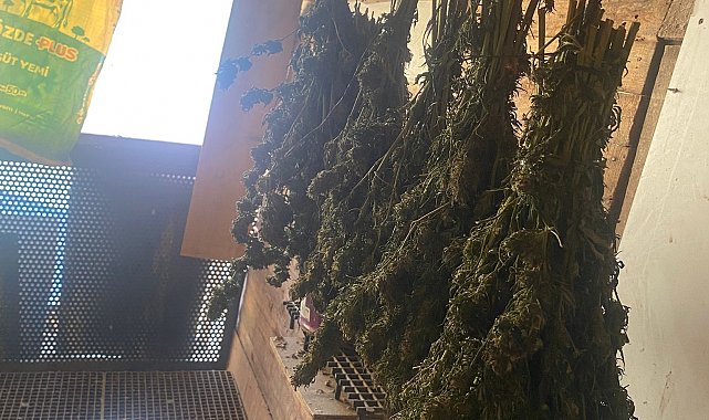 Bursa'da güvercin kümesine gizlenmiş uyuşturucu ele geçirildi