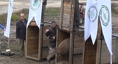 Bursa'da yetiştirilen 3 kızılgeyik doğaya salındı