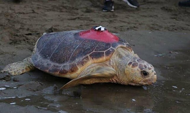 Caretta caretta 'Tuba', iki ayda 7 bin 500 kilometre katetti