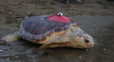 Caretta caretta 'Tuba', iki ayda 7 bin 500 kilometre katetti