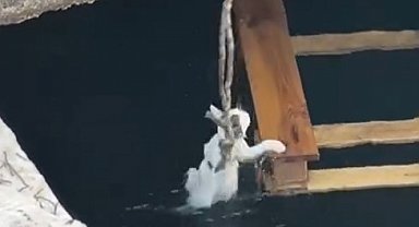 Denize düşen yavru kediler halat ve kayıkla kurtarıldı; o anlar kamerada