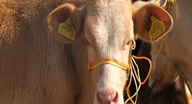 Dünya Gıda Günü'nde şap kaynaklı hayvansal gıda eksikliği uyarısı