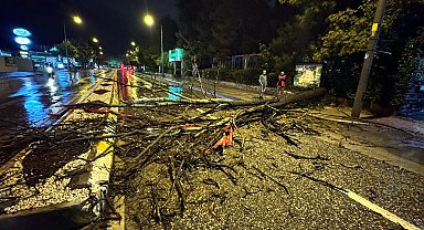 Edirne'de kuvvetli yağış sırasında ağaç yola devrildi
