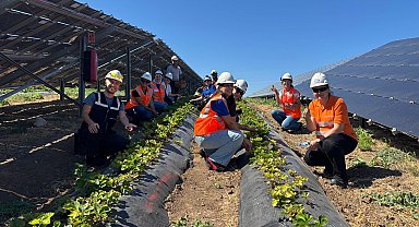 Enerjisa Üretim Agrivoltaik tarım uygulamaları ile 5 ton hasat yaptı
