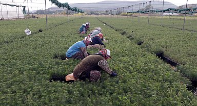 Eskişehir'de yetiştirilen fidanlar, yanan orman alanlarını yeşertecek