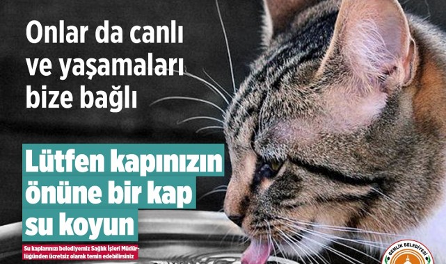 Gemlik Belediyesi sokak hayvanlarını unutmadı