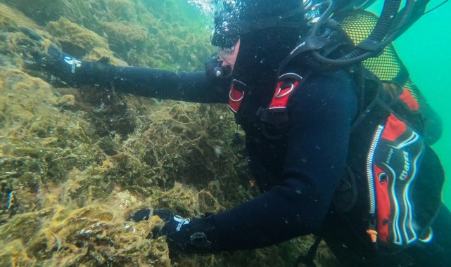 Gemlik Körfezi'nde Müsilaj Alarmı: Erken Müdahale Başladı