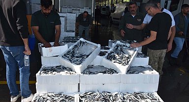 Hamsiye yurt içi ve yurt dışından gelen yoğun talebe yetişilemiyor