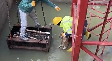 İnşaat alanında su dolu çukura düşen tilkiyi işçiler kurtardı