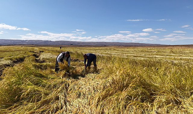 İstanbul'dan memleketlerine dönüp Karacadağ eteklerinde pirinç üretimine başladılar