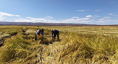 İstanbul'dan memleketlerine dönüp Karacadağ eteklerinde pirinç üretimine başladılar
