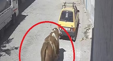 Kaçan boğa, boynuz darbeleriyle park halindeki otomobile zarar verdi