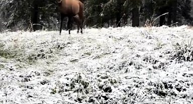 Karla kaplı ormanda kızılgeyik görüntülendi