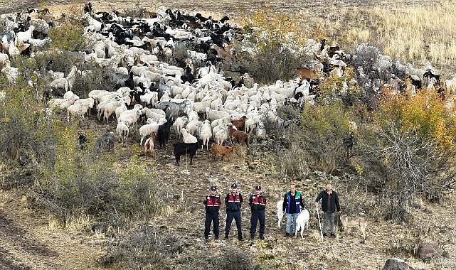 Kaybolan 544 küçükbaş dron destekli aramada bundu