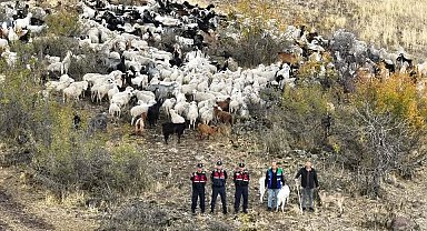 Kaybolan 544 küçükbaş dron destekli aramada bundu