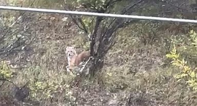 Kent merkezine kadar inen kurtlar kamerada