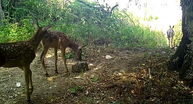 Kızılgeyik ile yavruları fotokapanla görüntülendi