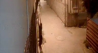 Korkuluklardan tırmanıp, penceredeki kediyi çaldılar