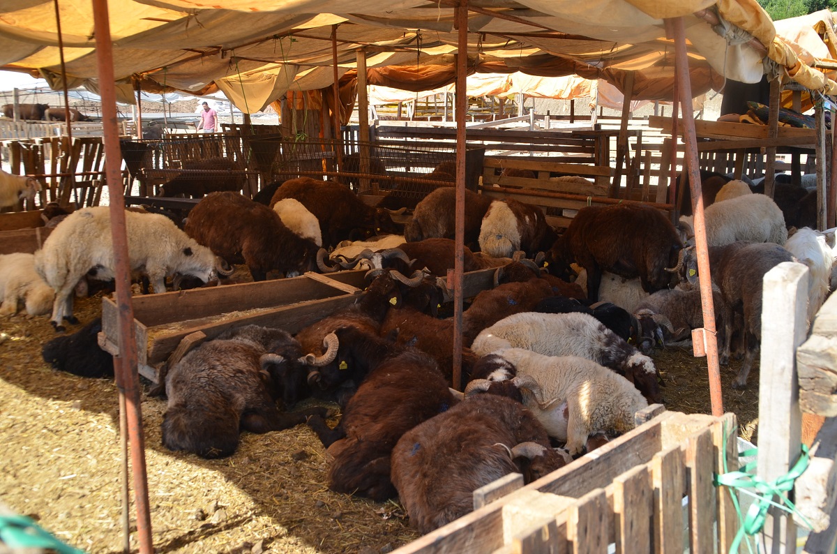 Kurban Pazarı yeniliklerle açıldı
