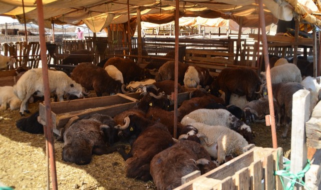 Kurban Pazarı yeniliklerle açıldı