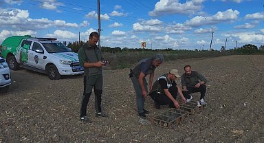 Kuş kaçakçısı suçüstü yakalandı; 247 saka kuşu kurtarıldı