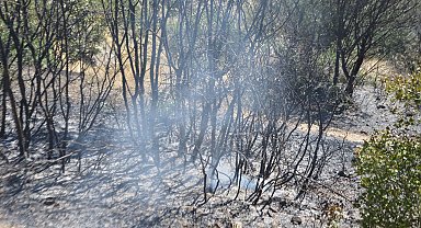 Maki yangınında alevler zeytinliğe sıçradı; 10 dönüm alan zarar gördü