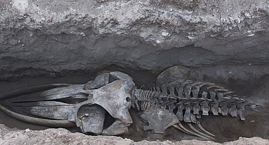 Mersin'de 4 yıl önce toprağa gömülen Fin balinasının iskeleti gün yüzüne çıkıyor