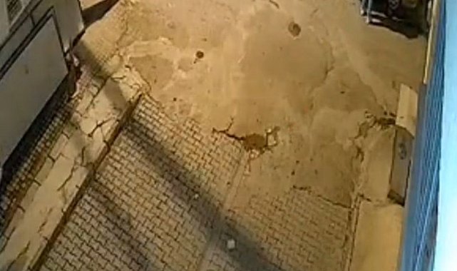 Muğla'da otomobilin altında sürüklenen oklu kirpi öldü