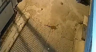 Muğla'da otomobilin altında sürüklenen oklu kirpi öldü