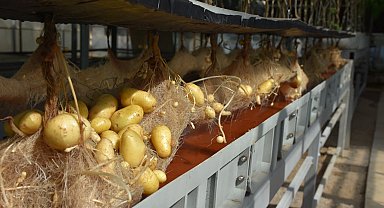 Niğde'de yerli ve milli patatesler topraksız sistemlerle 12 ay boyunca üretiliyor