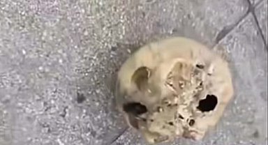 Oltasına kafatası takıldı