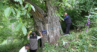 Oltu'daki ceviz ağacının 620 yaşında olduğu tespit edildi