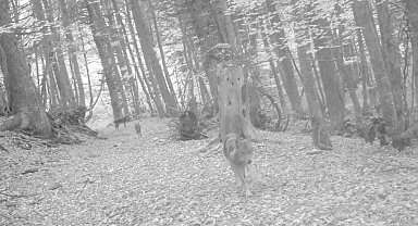 Ormanda gezen 2 kurt fotokapana yansıdı