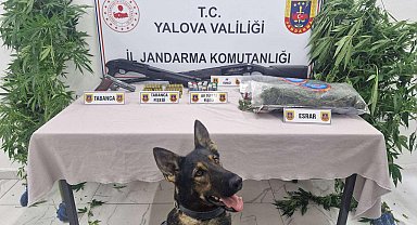 Ormanda yetiştirdikleri keneviri esrar haline getirip satmak isteyen 2 şüpheli yakalandı