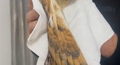 'Peçeli baykuş', Bursa'da evin balkonuna girdi