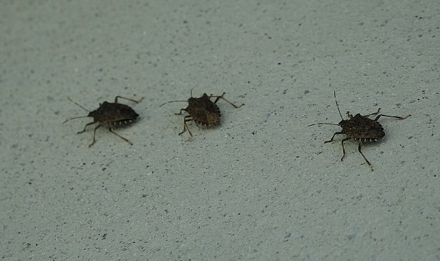 Prof. Dr. Özlü'den 'kahverengi kokarca'ya temas uyarısı