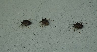 Prof. Dr. Özlü'den 'kahverengi kokarca'ya temas uyarısı