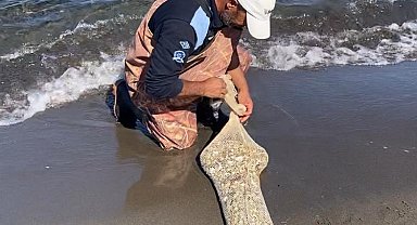 Samsun'da, kaçak yolla avlanan yaklaşık 1 ton kum şırlanı ele geçirildi