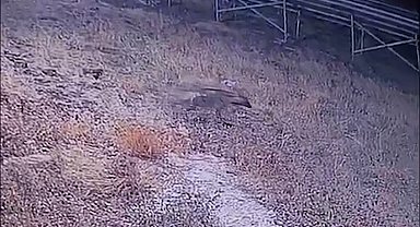 Şanlıurfa'da çizgili sırtlan kamerada