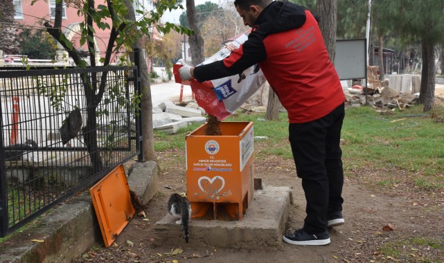 Sokaktaki canlar mamaya kolayca ulaşıyor