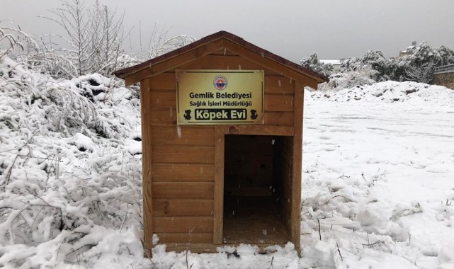 Sokaktaki canlar soğuktan korunuyor